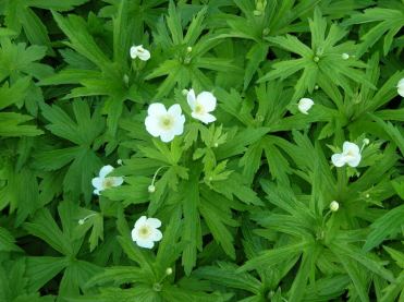 Anemone_canadensis_1024x1024