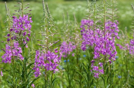 Screen_Shot_2017-12-04_at_12.52.50_PM_1024x1024