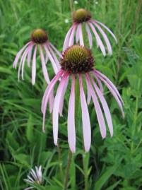 Echinacea-pallida-Pale-Purple-Coneflower-flower_1024x1024.jpg